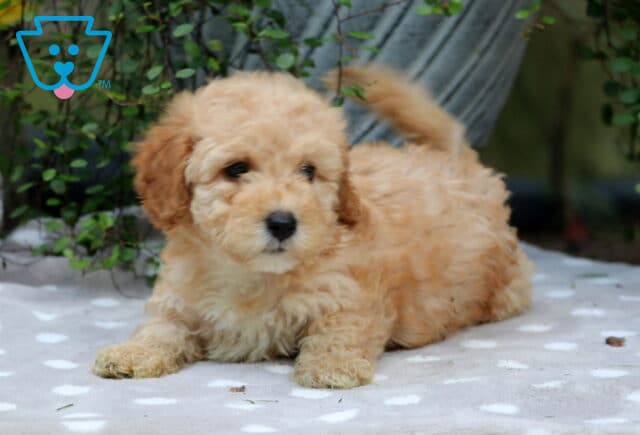 Crystal Mini Poodle2 image