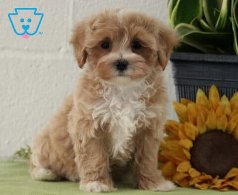 Cynthia Maltipoo