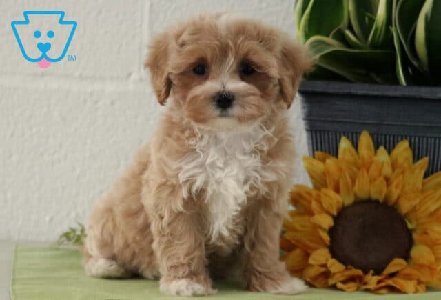 Cynthia Maltipoo image