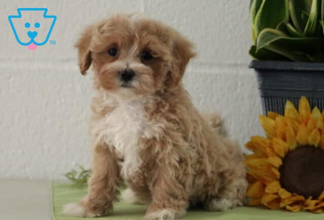 Cynthia Maltipoo2 image