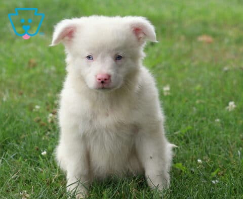 Fluffy white Mini Australian Shepherd puppy with striking blue eyes and a pink nose sitting in green grass, looking directly at the camera with a calm, gentle expression.