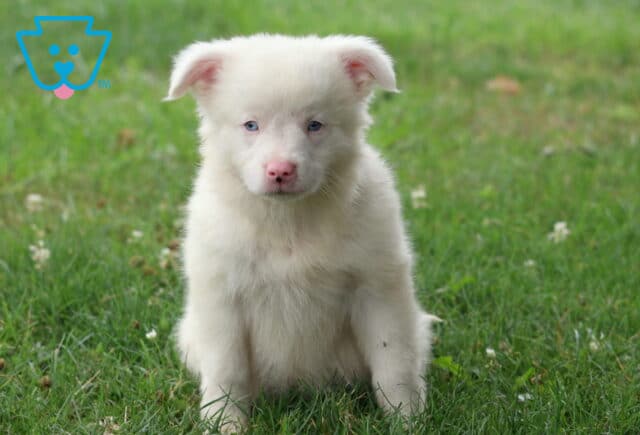 Fluffy white Mini Australian Shepherd puppy with striking blue eyes and a pink nose sitting in green grass, looking directly at the camera with a calm, gentle expression. image