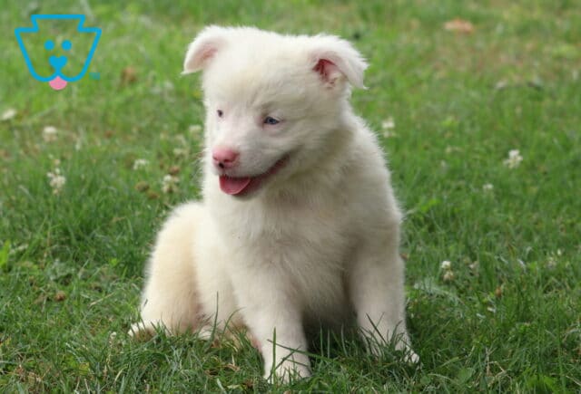 White Mini Australian Shepherd puppy with bright blue eyes and a pink nose sitting in the grass, looking to the side with its tongue out and a playful, happy expression. image