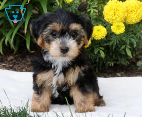 Daisy Yorkie