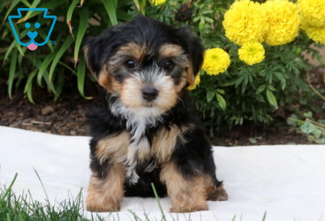 Daisy Yorkie image