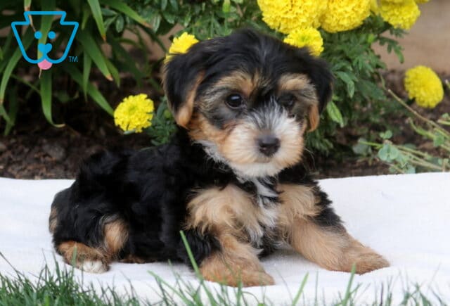 Daisy Yorkie2 image
