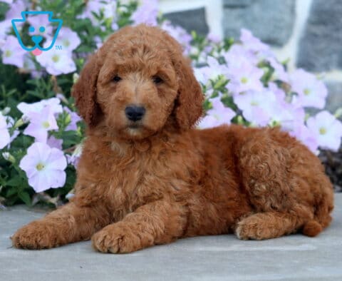 Dakota Mini Goldendoodle