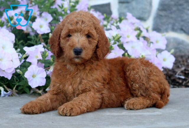 Dakota Mini Goldendoodle image