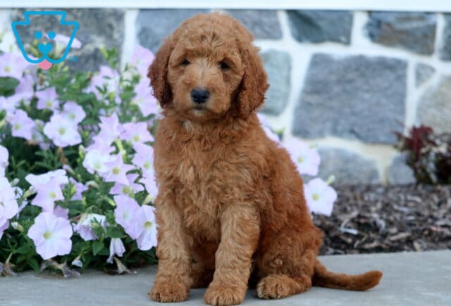 Dakota Mini Goldendoodle2 image