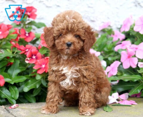 Dalilah Toy Poodle