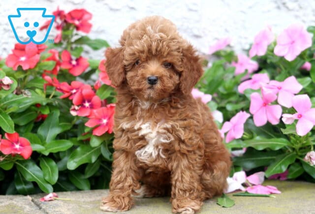 Dalilah Toy Poodle image