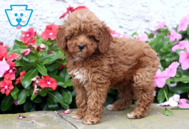 Dalilah Toy Poodle2 image