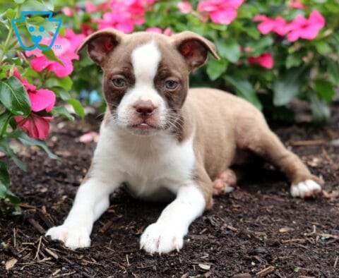Dallas Boston Mix2