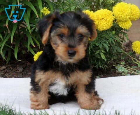Danny Yorkie