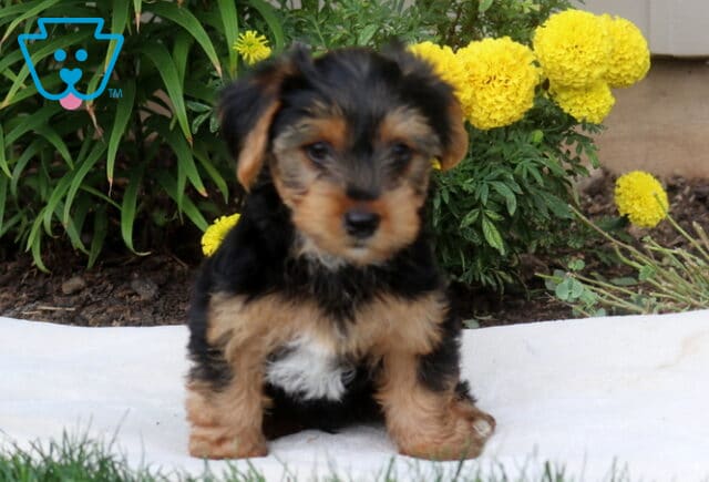 Danny Yorkie image