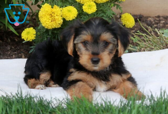Danny Yorkie2 image