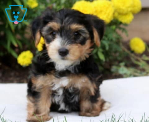 Darby Yorkie