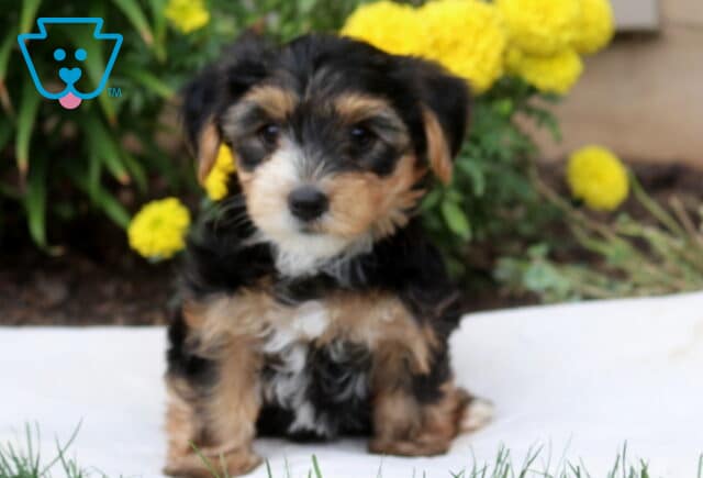 Darby Yorkie image