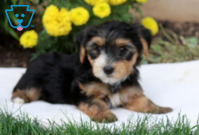 Darby Yorkie2 image