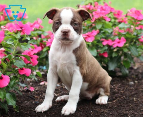 Darla Boston Mix