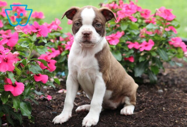 Darla Boston Mix image