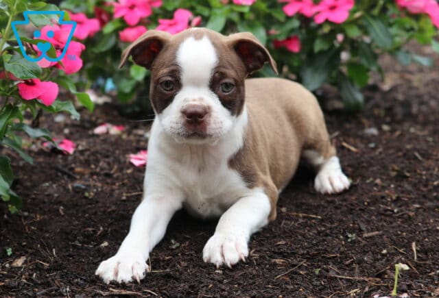 Darla Boston Mix2 image