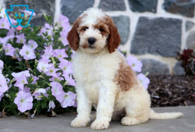 Darla Mini Goldendoodle image