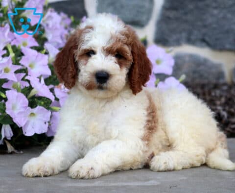 Darla Mini Goldendoodle2