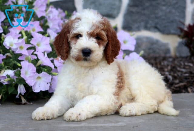 Darla Mini Goldendoodle2 image