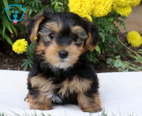 Davis Yorkie