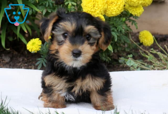 Davis Yorkie image