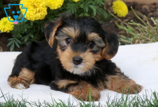 Davis Yorkie2 image