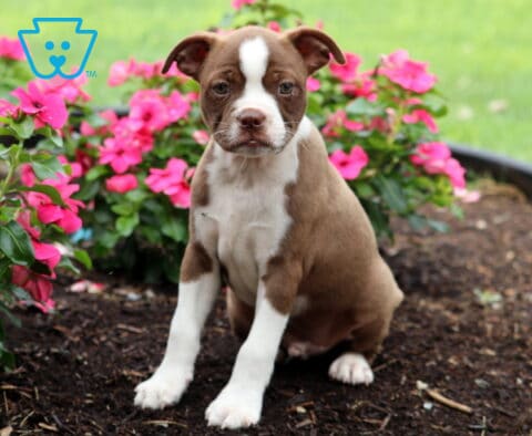 Dawson Boston Mix
