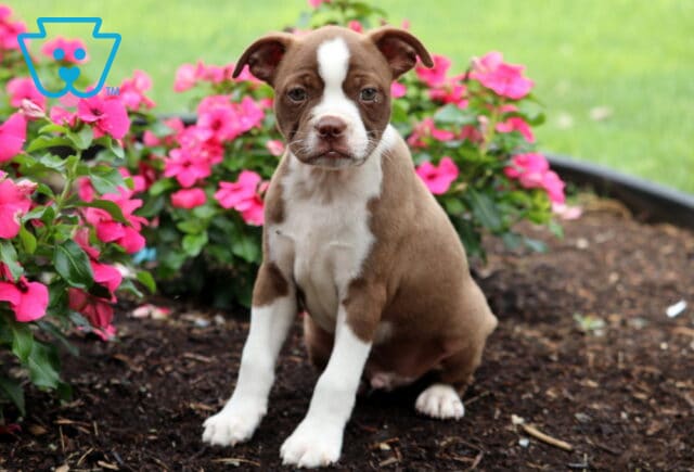 Dawson Boston Mix image