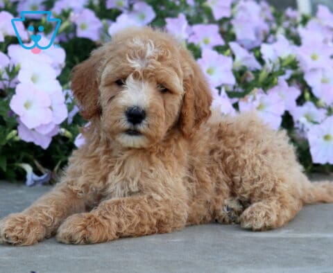 Dawson Mini Goldendoodle