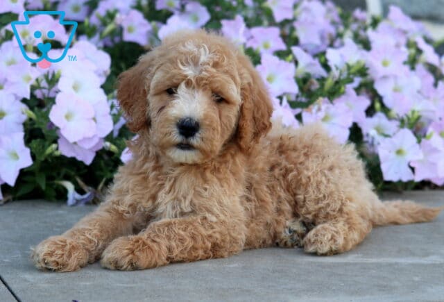 Dawson Mini Goldendoodle image