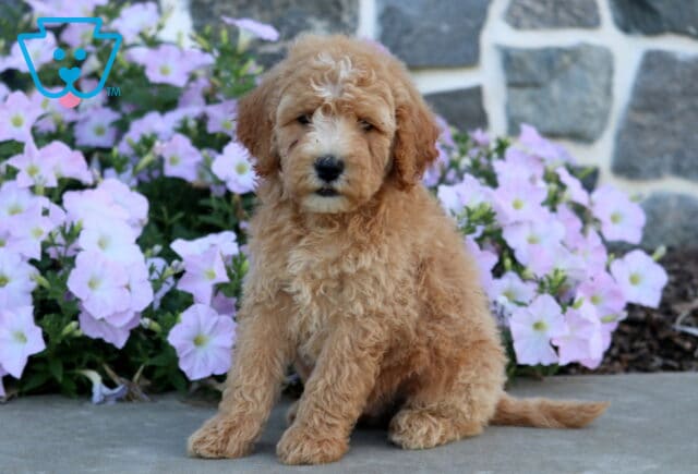 Dawson Mini Goldendoodle2 image