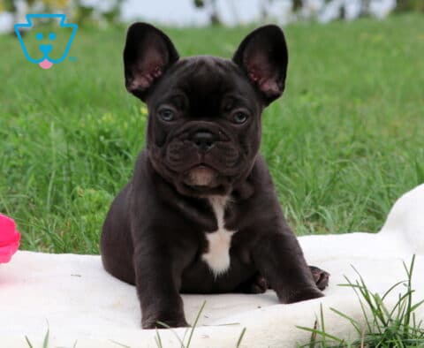 Dee Dee French Bulldog