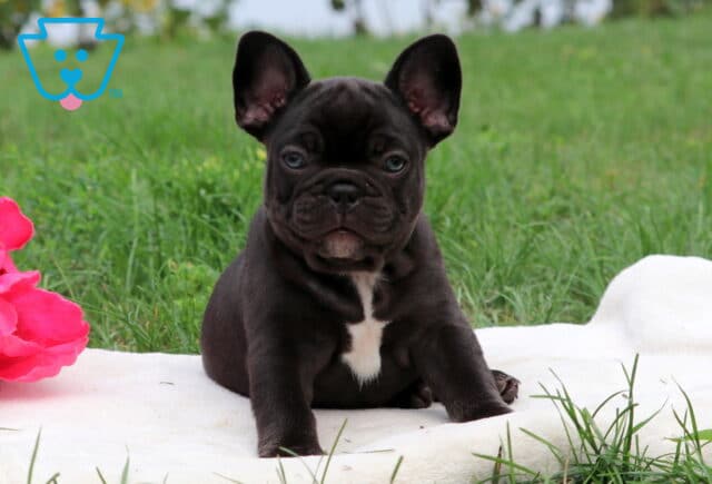 Dee Dee French Bulldog image