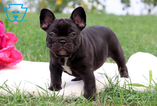 Dee Dee French Bulldog2 image