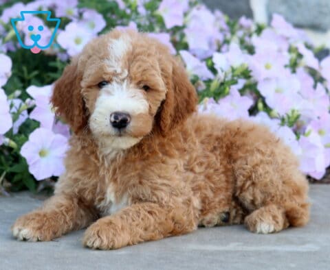 Della Mini Goldendoodle