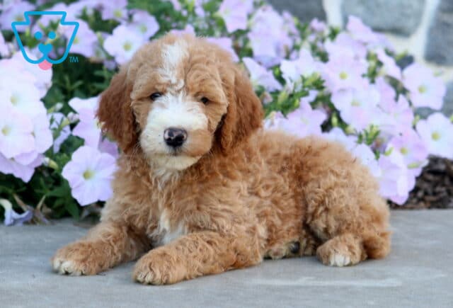 Della Mini Goldendoodle image
