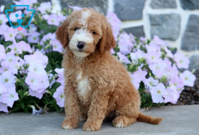 Della Mini Goldendoodle2 image