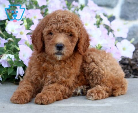 Destiny Mini Goldendoodle