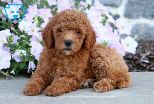 Destiny Mini Goldendoodle image