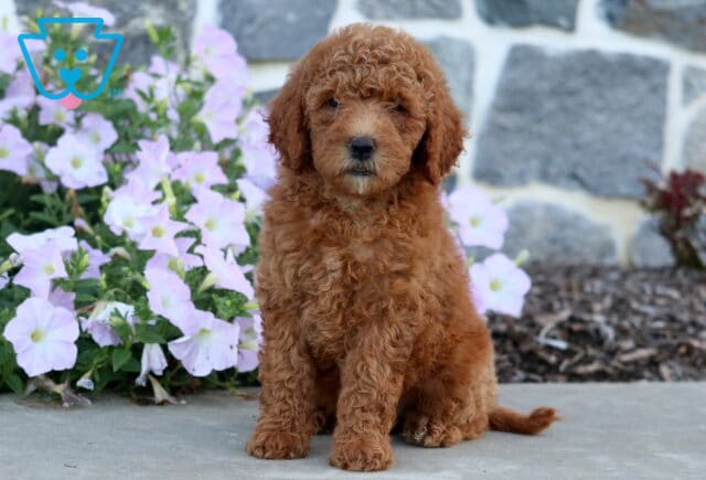 Destiny Mini Goldendoodle2 image