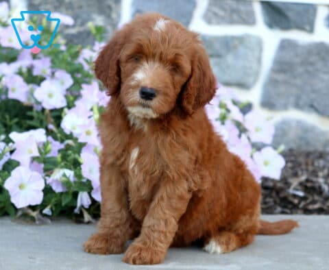Dice Mini Goldendoodle