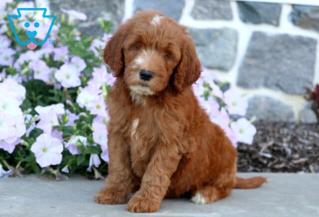 Mini Goldendoodle puppy with a rich red curly coat and white facial markings sitting beside soft pink flowers. image