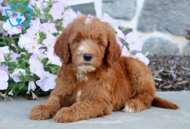 Mini Goldendoodle puppy with a rich red curly coat and white facial markings sitting beside soft pink flowers. image