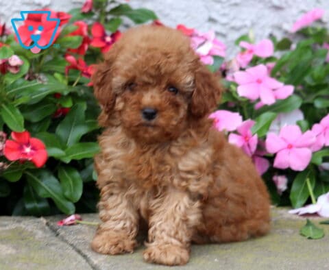 Dixie Toy Poodle